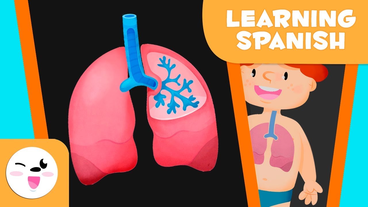 Travel through the Respiratory System (Spanish Version) - Fun Science for Kids