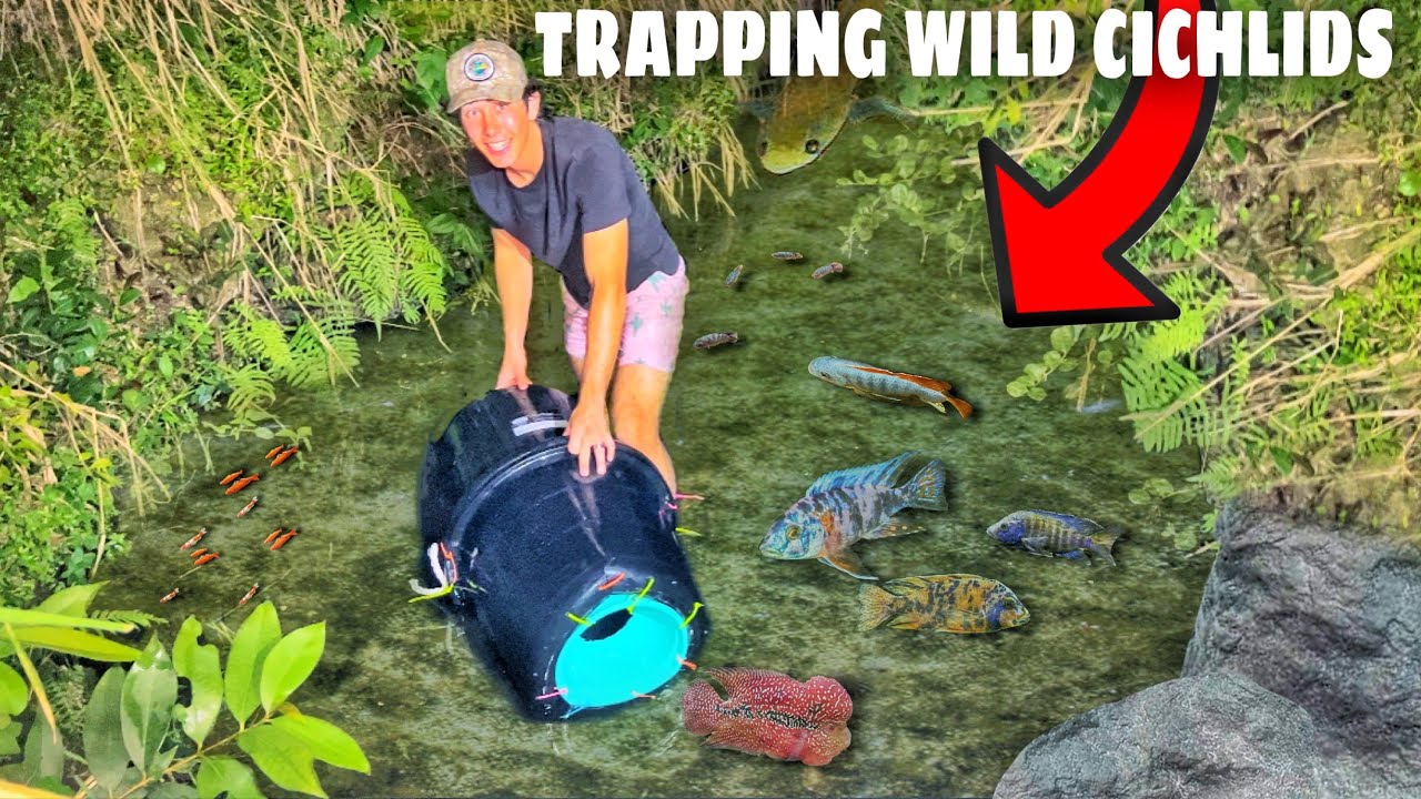 Trapping Wild AQUARIUM FISH For My NEW TANK!