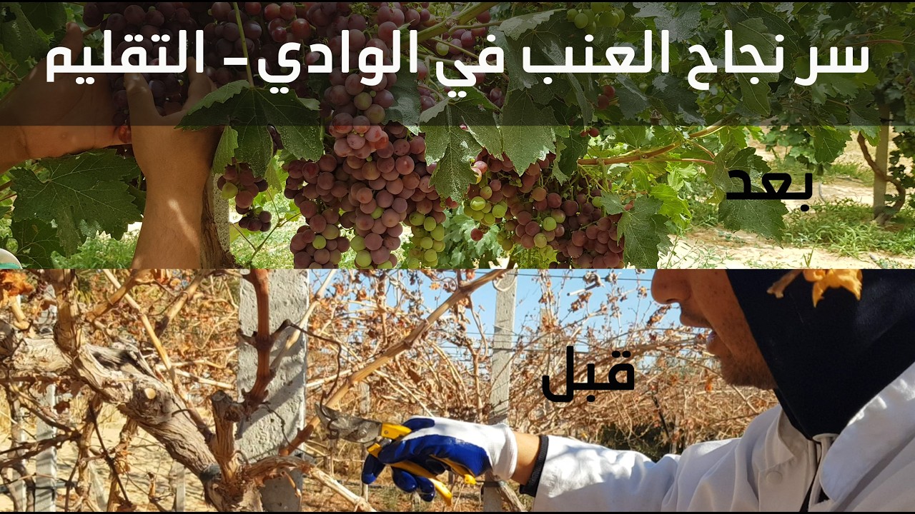 تقليم العنب في وادي سوف