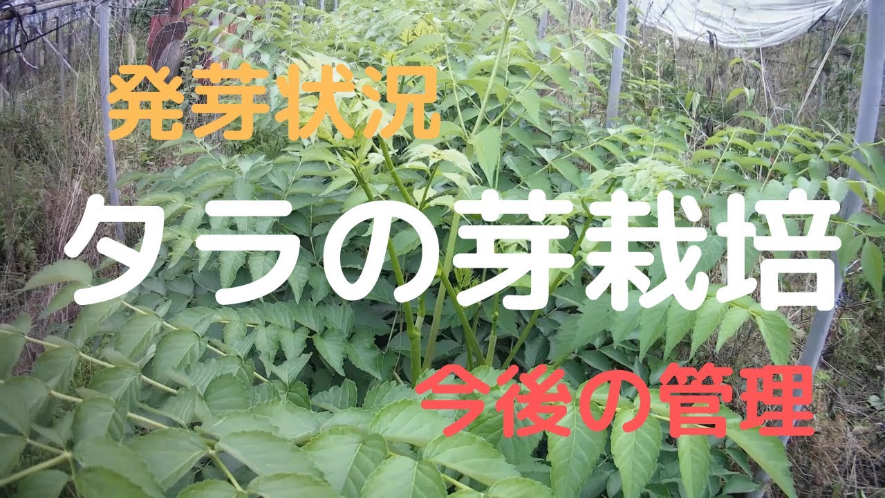 【タラの芽栽培】発芽状況と今後の栽培管理