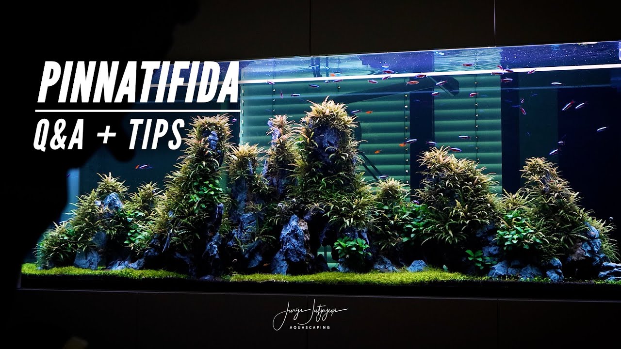 HYGROPHILA PINNATIFIDA ON THE ROCKS | Q&A + Top Tips | Dentist Aquarium