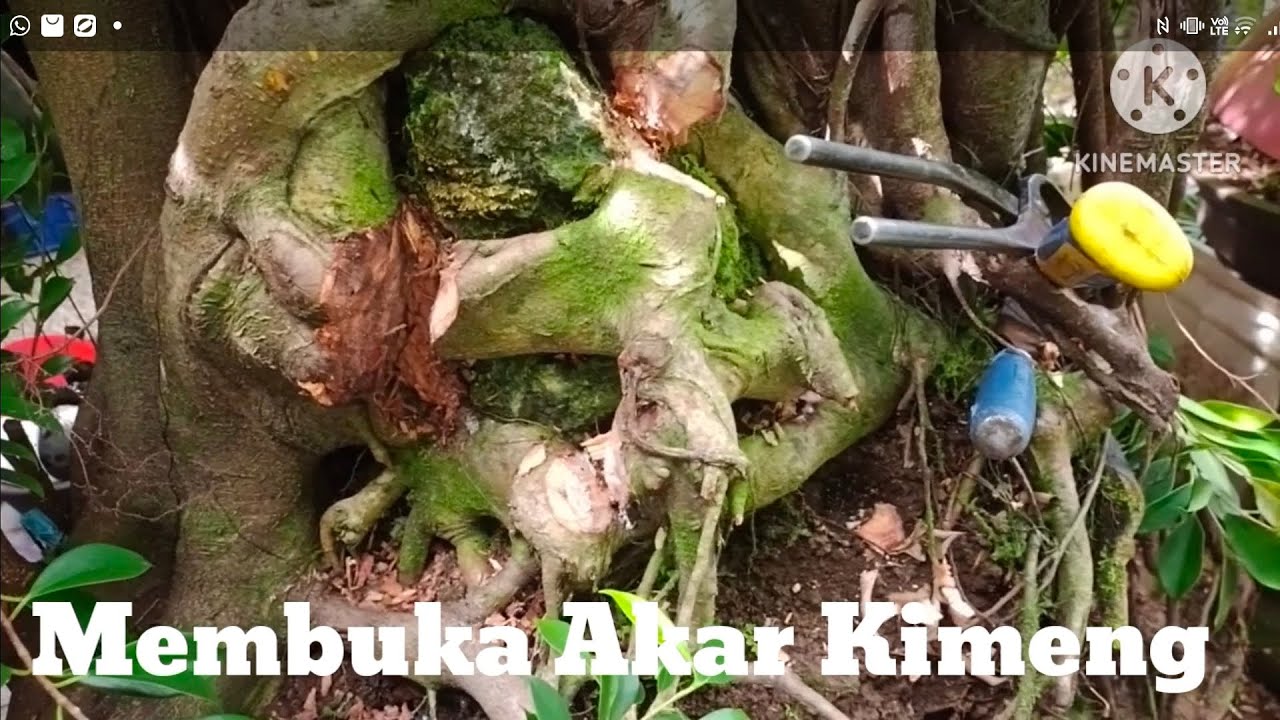 Membuka Akar Kimeng Yang Mencengkeram Batu Karang