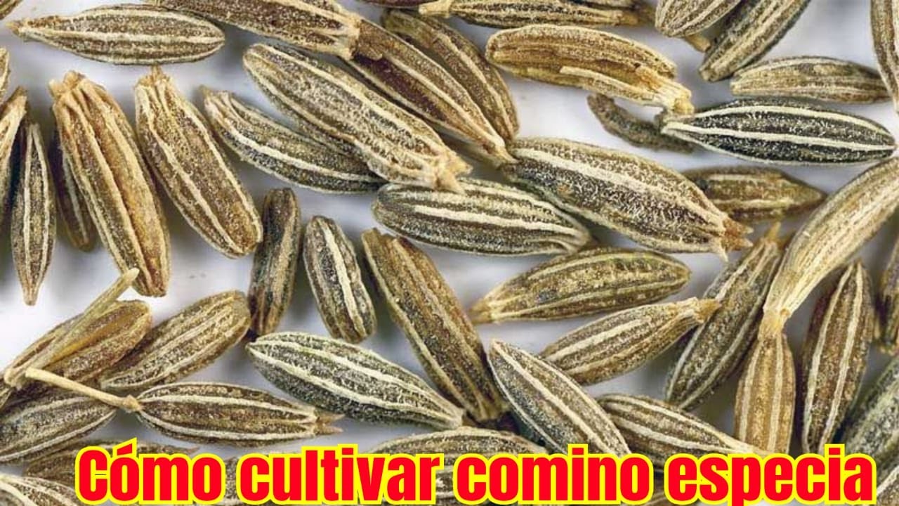 cómo cultivar tu propias plantas de  comino /(recao ,especia )