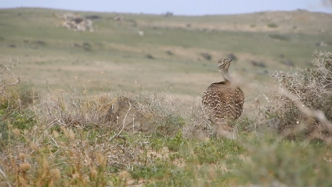 Un dia en El Jable: Aves del desierto.