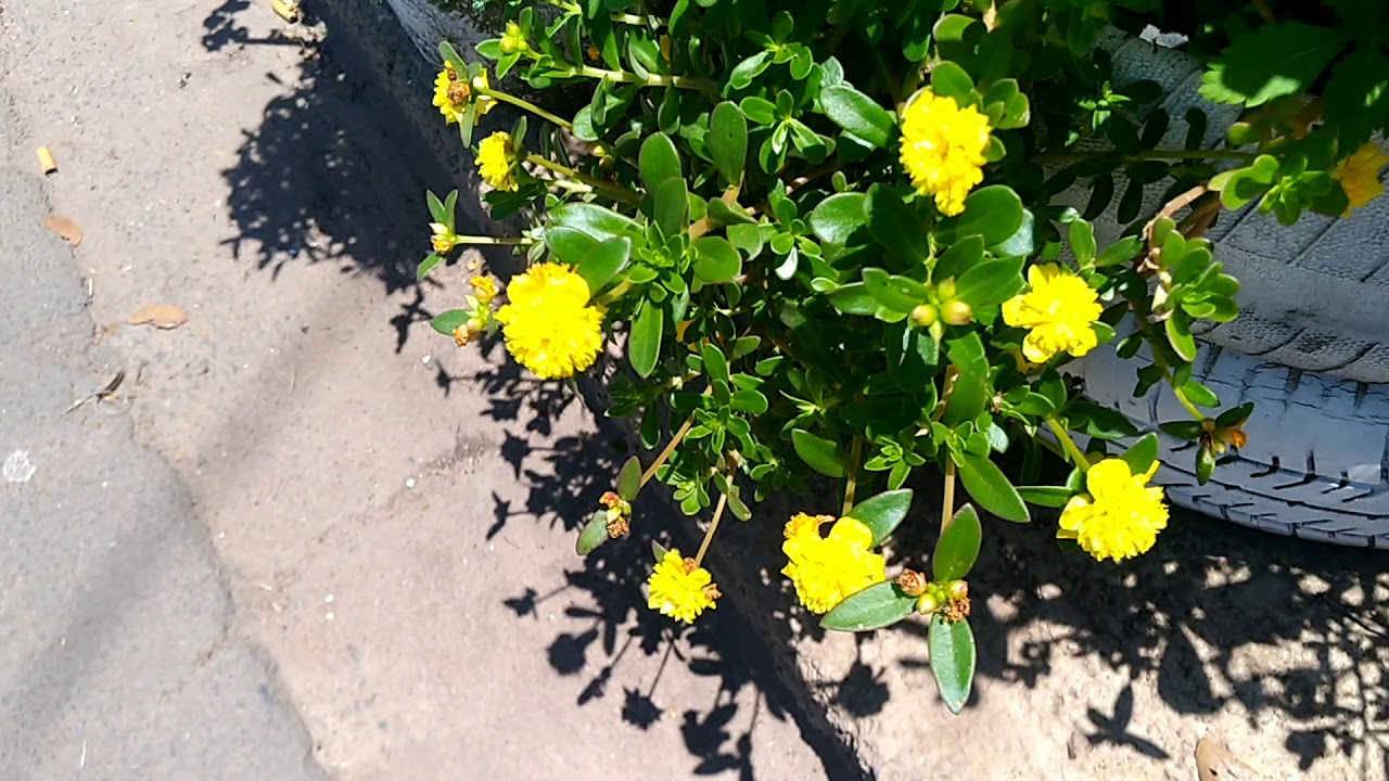 plantas anuais bienas e perene