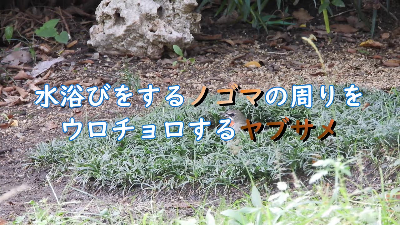 水浴びをするノゴマの周りをウロチョロするヤブサメ