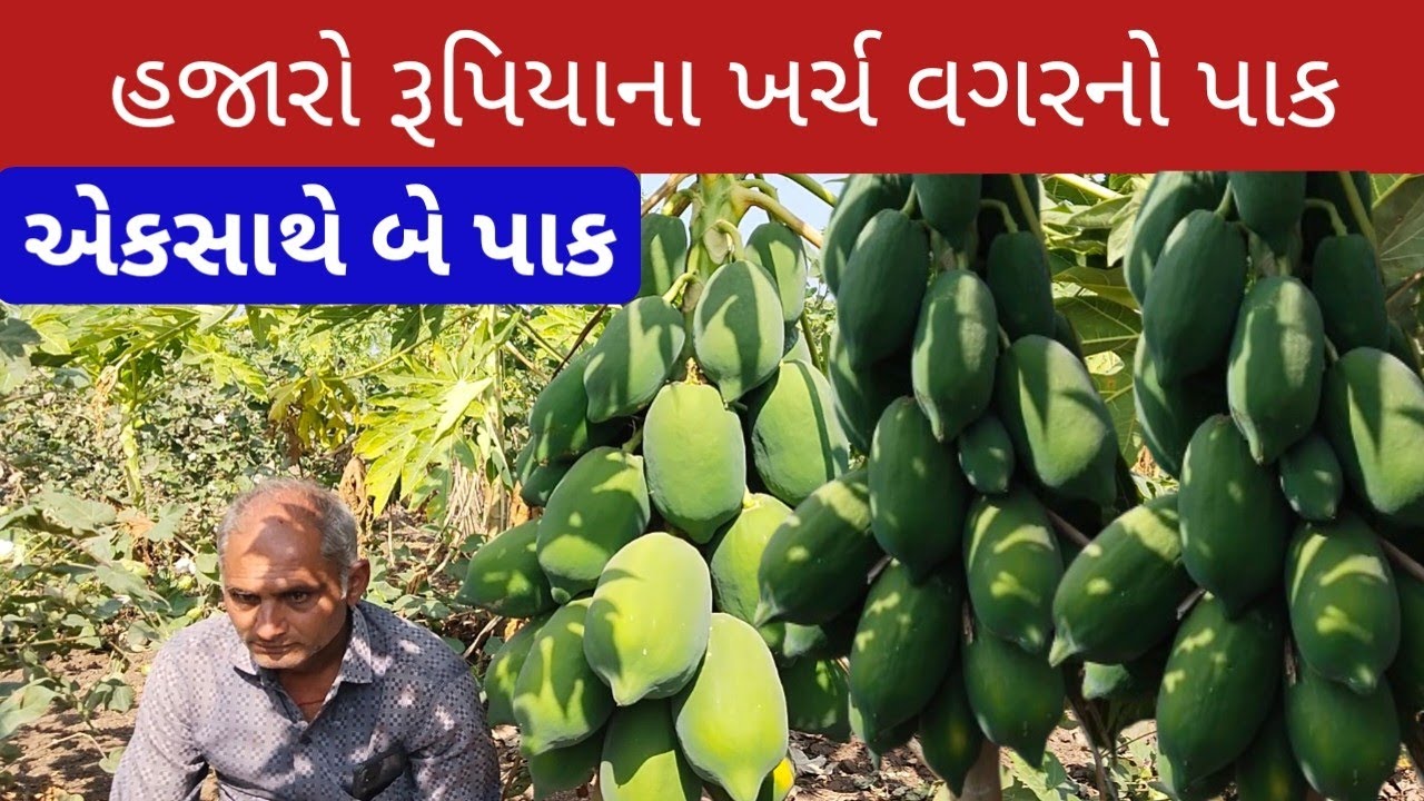 હજારો રૂપિયાના ખર્ચ વગરનો પાક | એકસાથે બે પાક | papaiya kapas farming | khedut ni kheti |