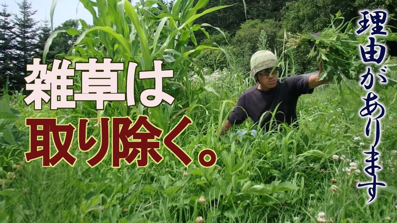 僕が除草をする理由【ぐるりの暮らし】145　自然農法でも慣行農法でも、除草は重要な技術です。僕なりの「除草の目的」をまとめてみました。
