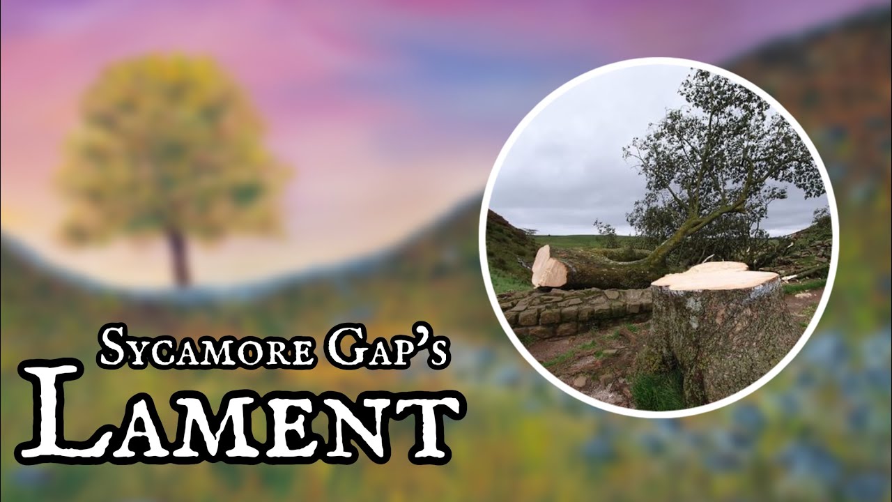 Sycamore Gap's Lament