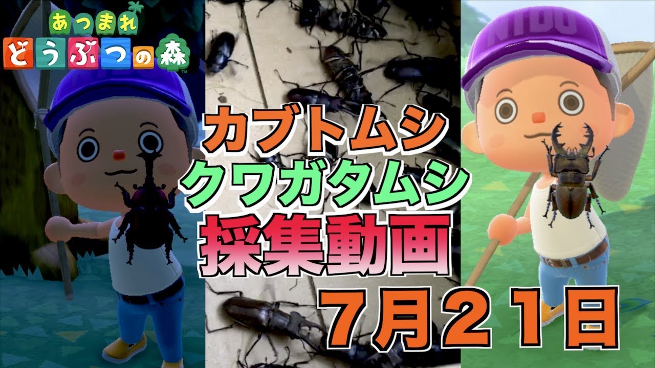 【あつまれどうぶつの森】７月２０日カブクワ採集 今期最大のミヤマクワガタキタ〜〜ーーーー！！