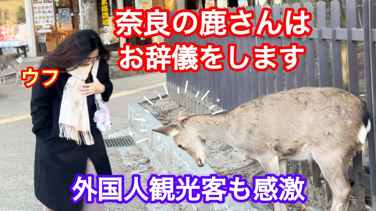 奈良の鹿さんはお辞儀をします🫎外国人観光客も感激🤩