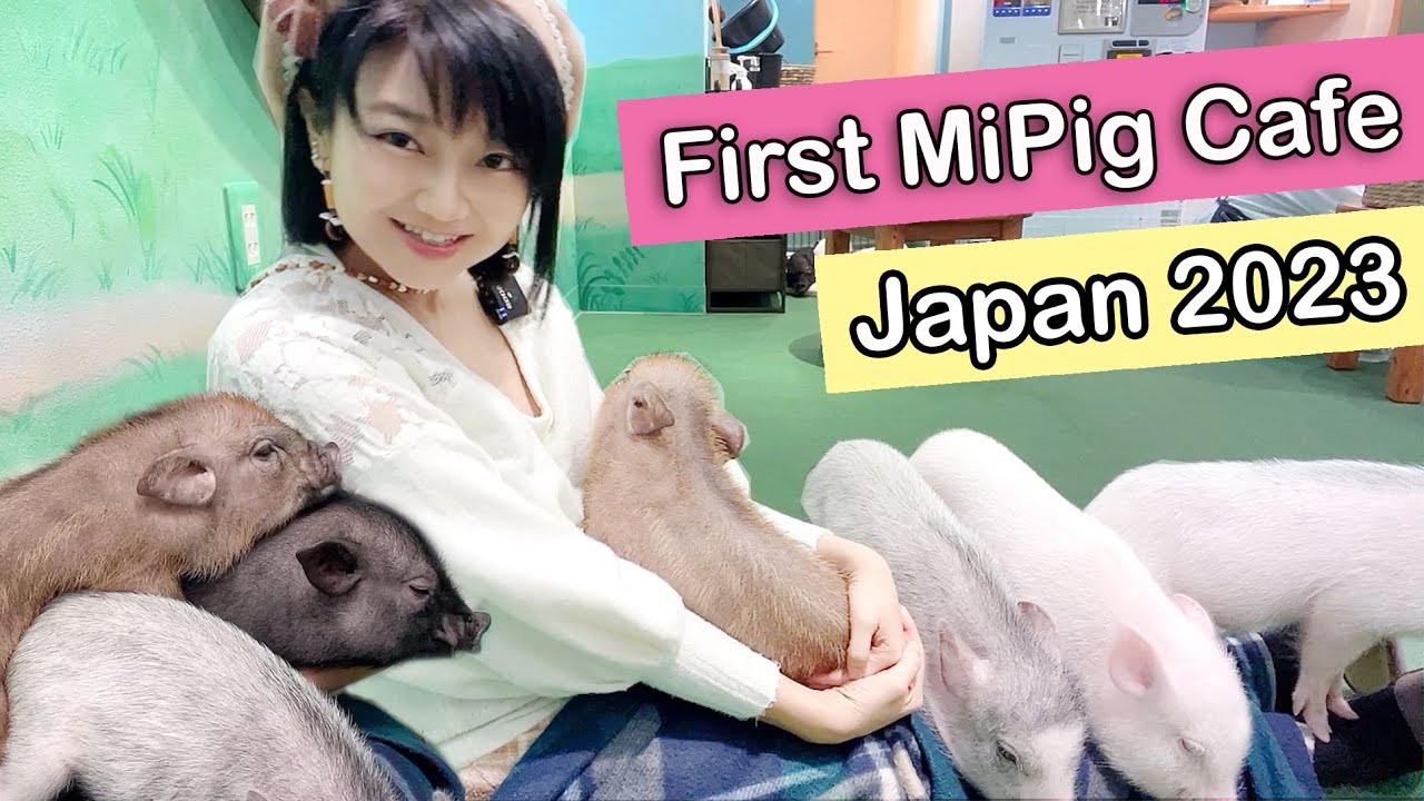 JAPAN TRAVEL 2023 🐷Mipig Cafe Tenjin Fukuoka Kyushu