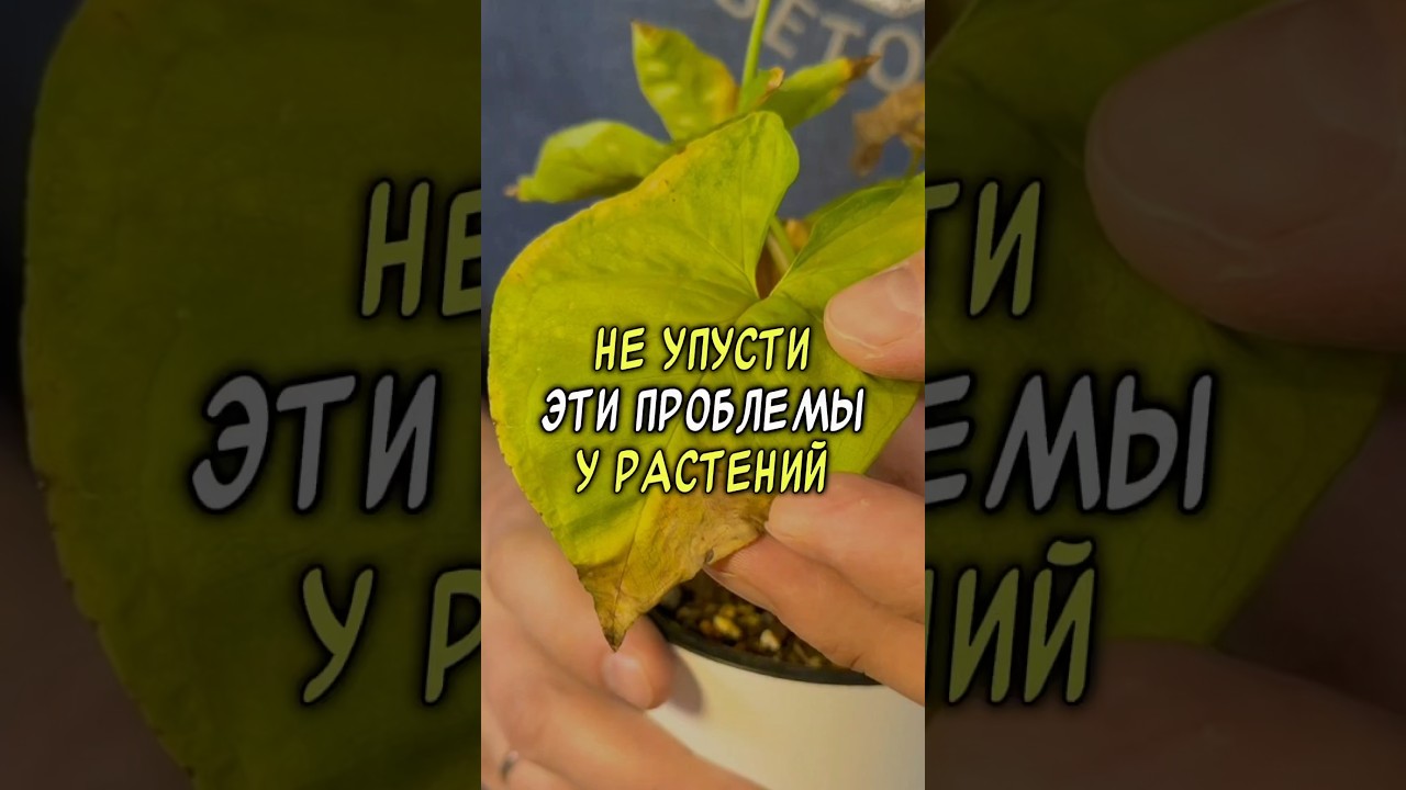 Не упусти эти проблемы у растений