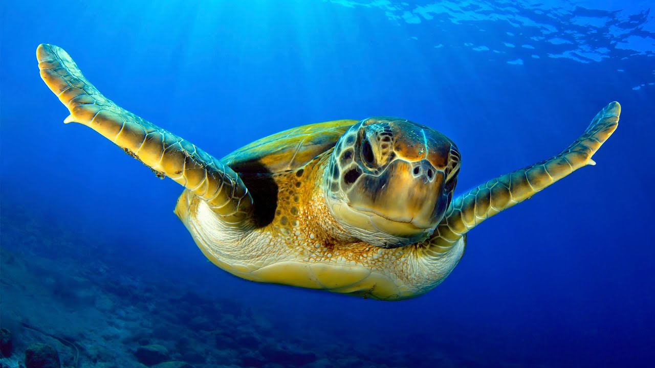 Sea turtle dragged from water for photos; 915 coins found inside green sea turtle - Compilation