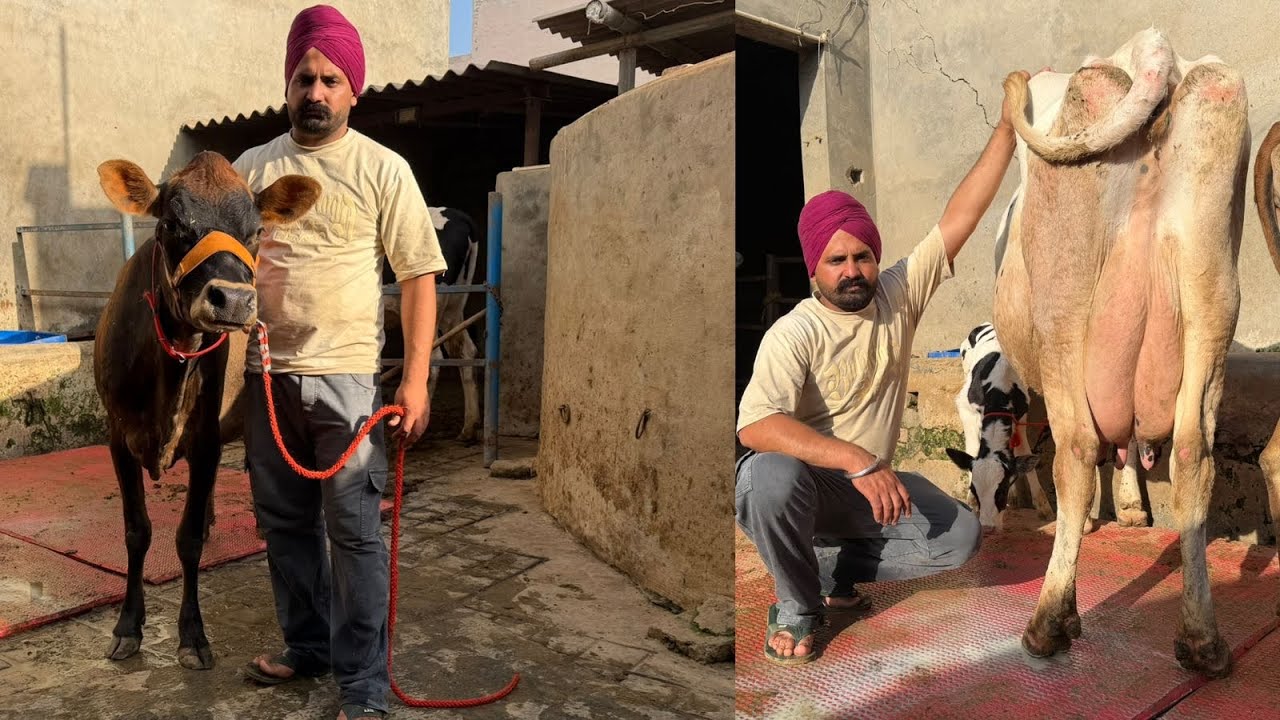 ਪਿੰਡ ਬਿਲਾਸਪੁਰ। ਇੱਕ ਗੱਬਣ ਵੱਛੀ 💎🔥ਤੇ ਤਾਜ਼ੀ ਸੂਈ ਗਾਂ 👌🏻🔥ਘੱਟ ਰੇਟ 😱🔥Bawa dairy farm 