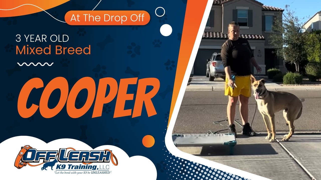 3 yr Mix Breed Cooper ~ Best Mixed Breed Trainers ~ Off Leash K9 Training Phoenix