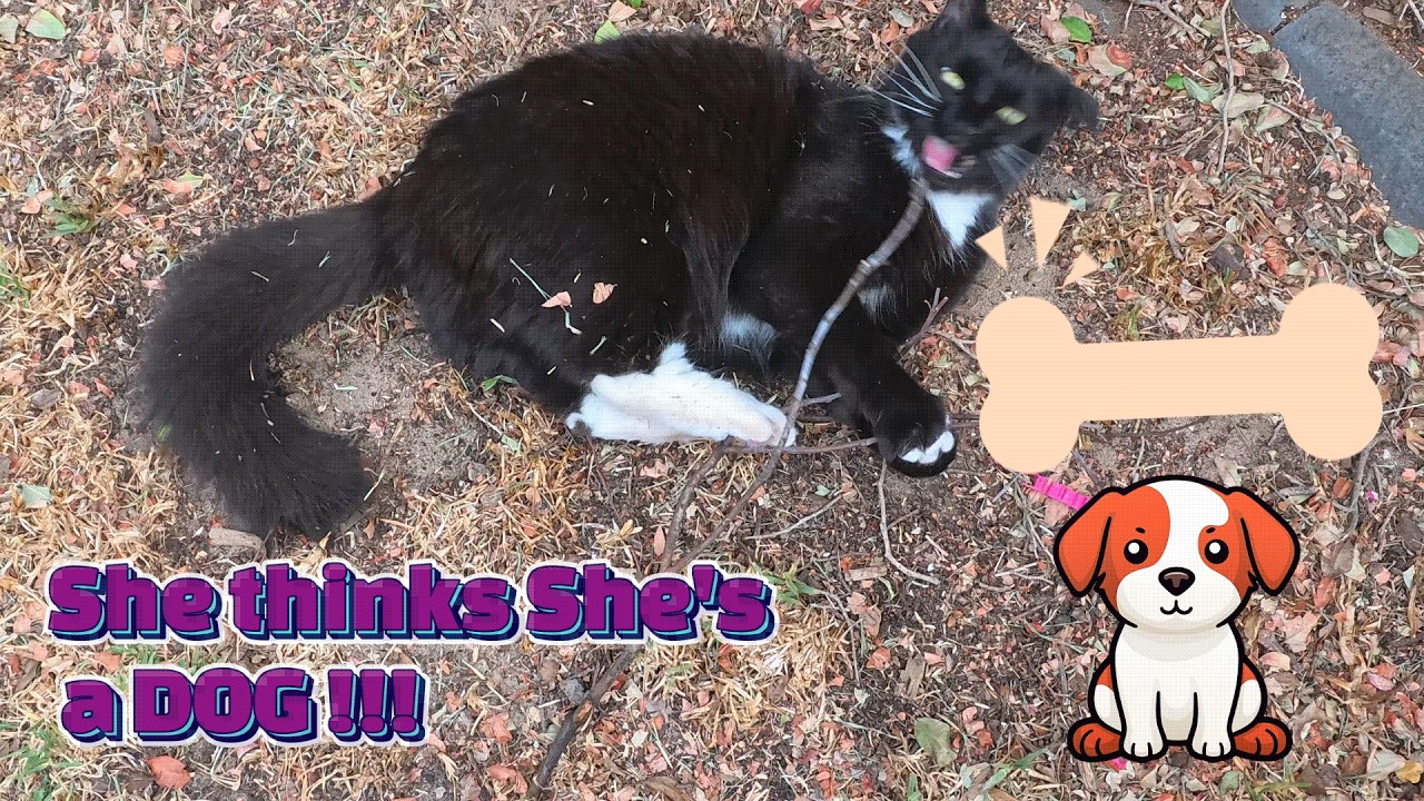 Meet Luna the Cat who thinks she is a dog! so cute!