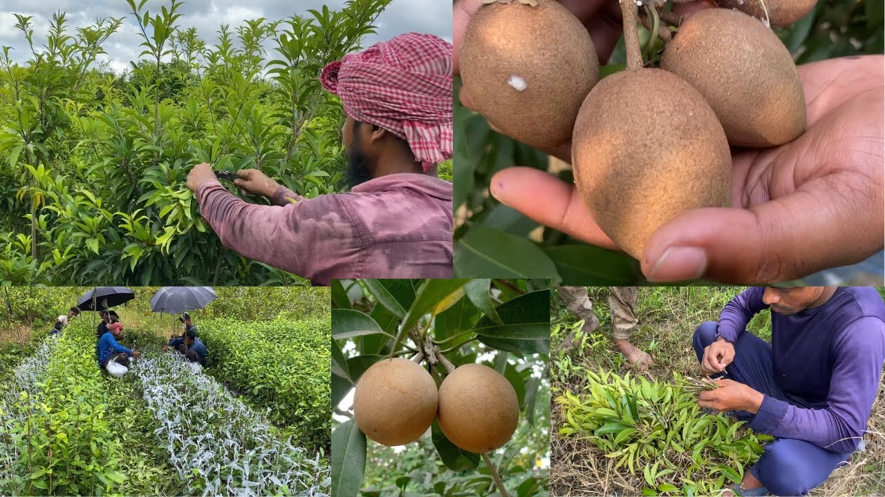 मदर प्लांट से चीकू के पौधे तैयार करने की ग्राफ्टिंग विधि | how to graft a sapota/chikoo/sapodilla |