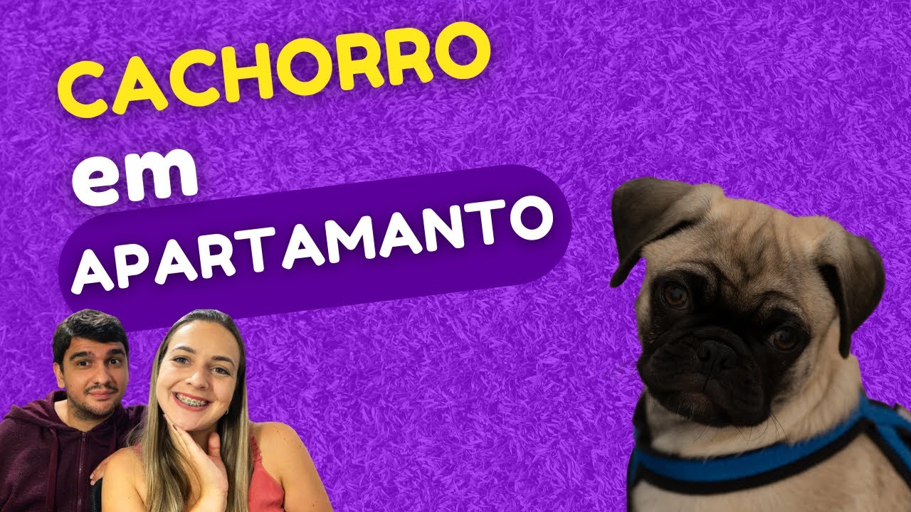 COMO É TER CACHORRO EM APARTAMENTO, PUG EM APARTAMENTO MRV, QUAL O MELHOR CACHORRO PARA APARTAMENTO?