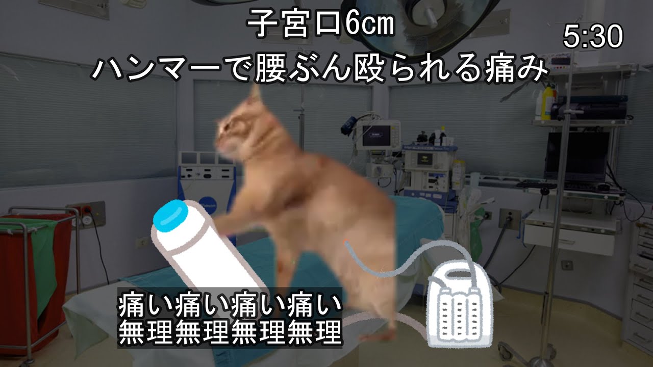 無痛分娩レポ　#猫ミーム #catmemes