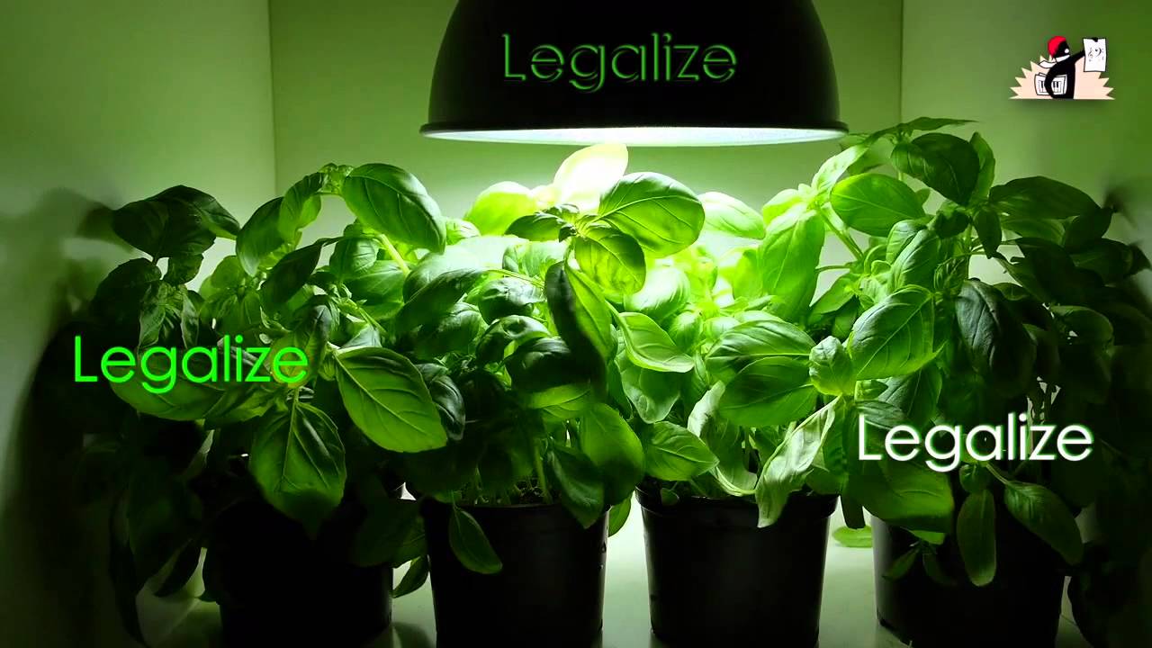LEGALIZE BASILIC - la Parisienne Lib&eacute;r&eacute;e