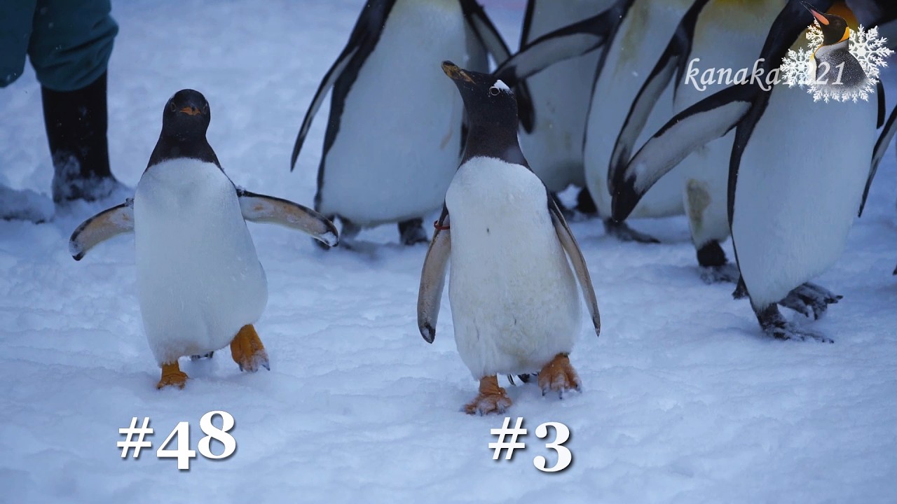 旭山動物園 4羽のジェンツーペンギンが参加しました！