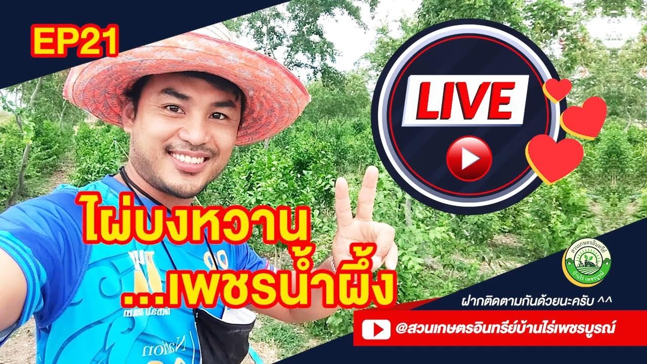 ไผ่บงหวาน เพชรน้ำผึ้ง Live EP21