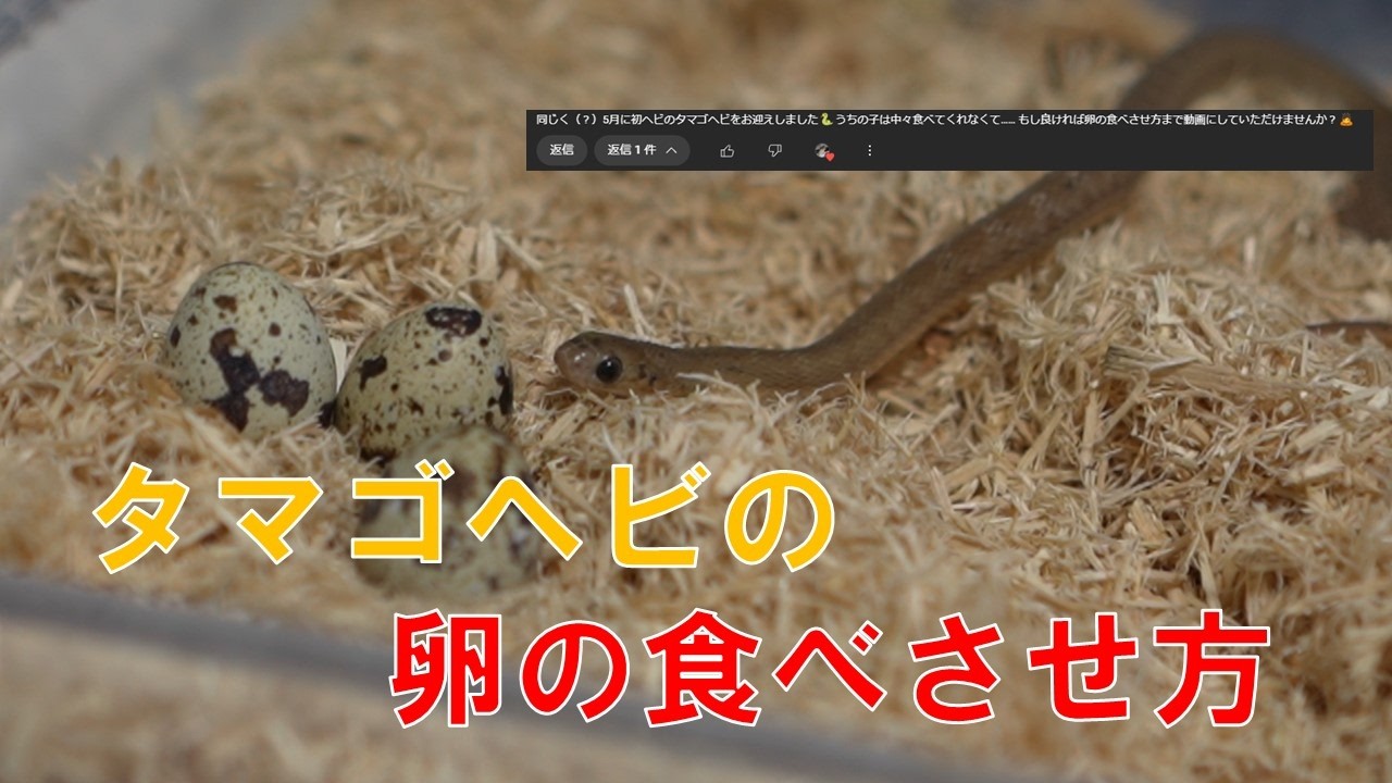 タマゴヘビのための卵の食べさせ方