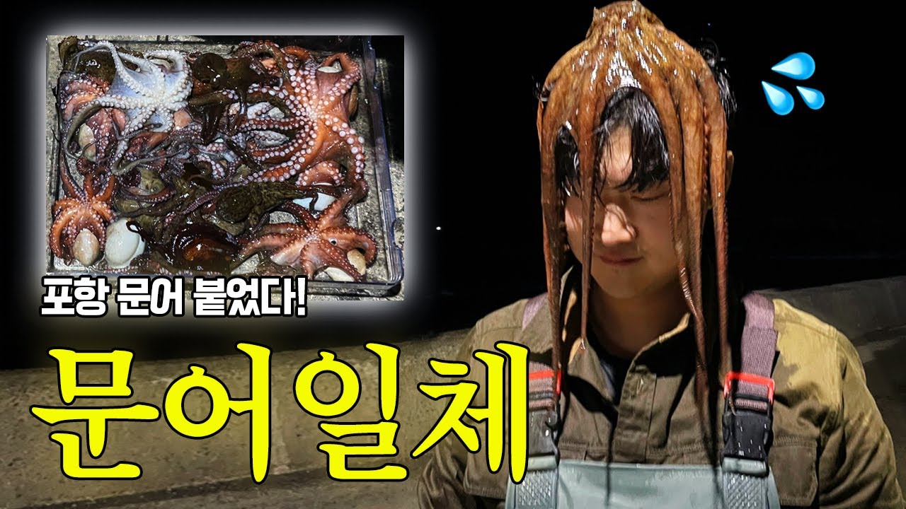 올해는 문어가 풍년이요 / 포항문어 해루질 꽉 잡기
