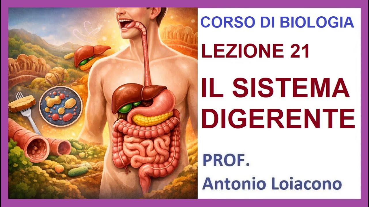 CORSO DI BIOLOGIA - Lezione 21 - IL SISTEMA DIGERENTE