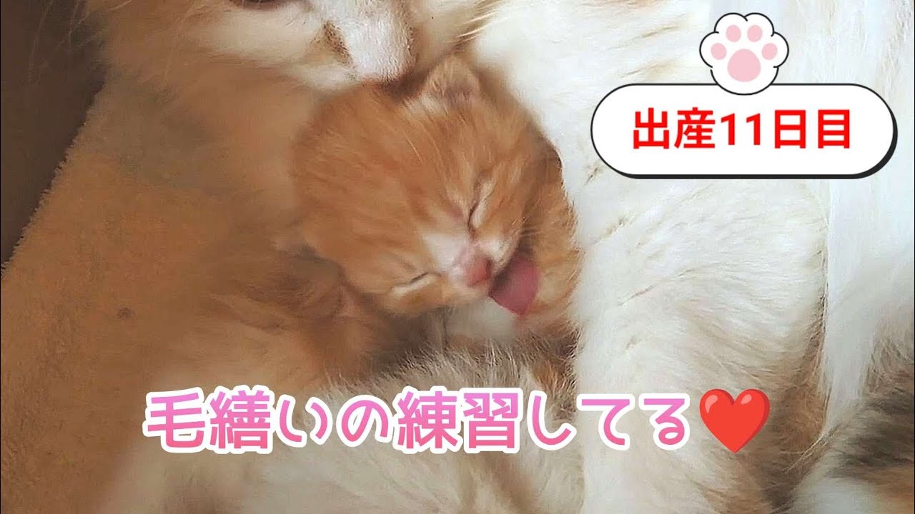 [生後11日目]もう毛繕いの練習を初めました❤️