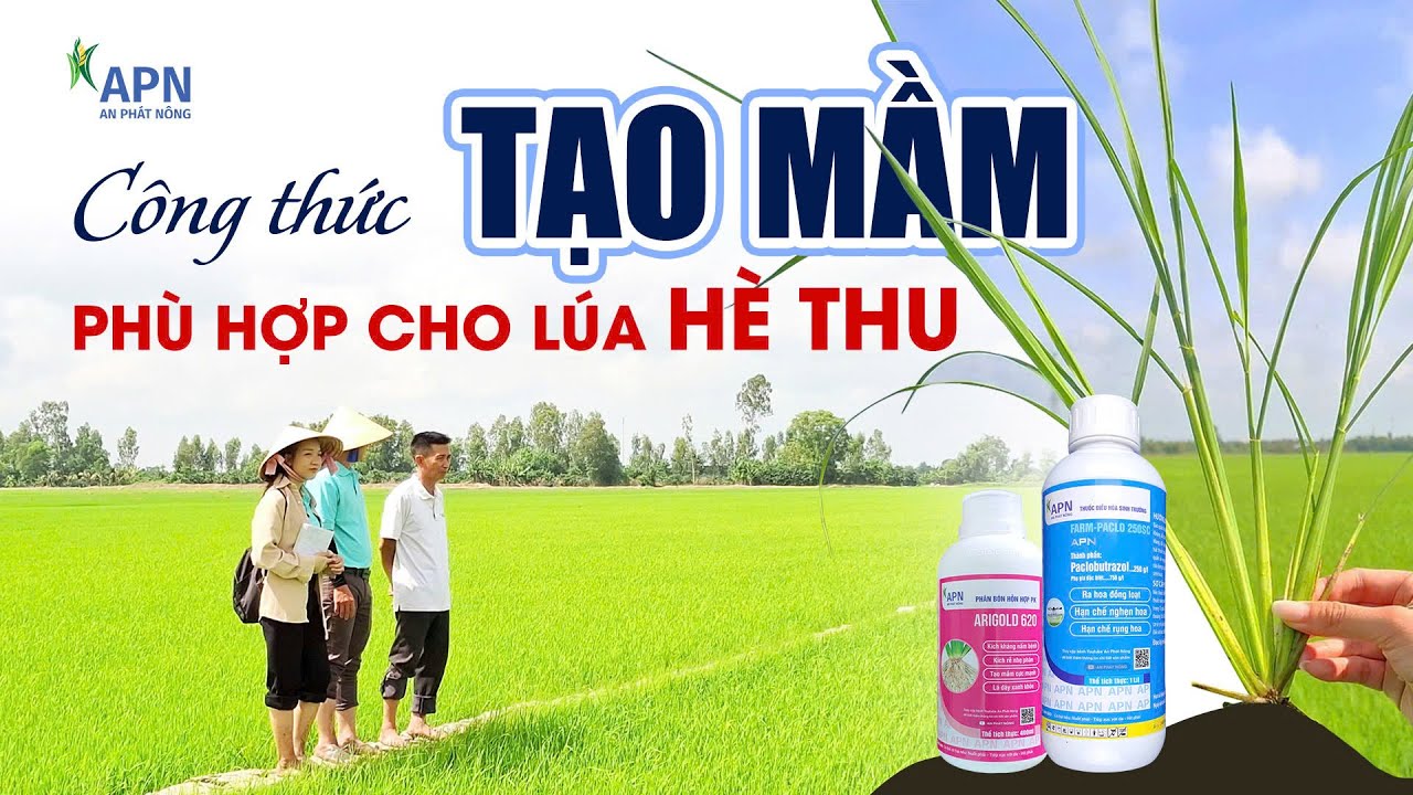 APN - C&Ocirc;NG THỨC TẠO MẦM PH&Ugrave; HỢP CHO L&Uacute;A H&Egrave; THU