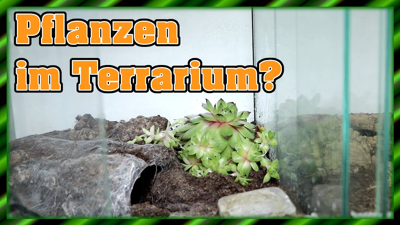 Pflanzen im Terrarium