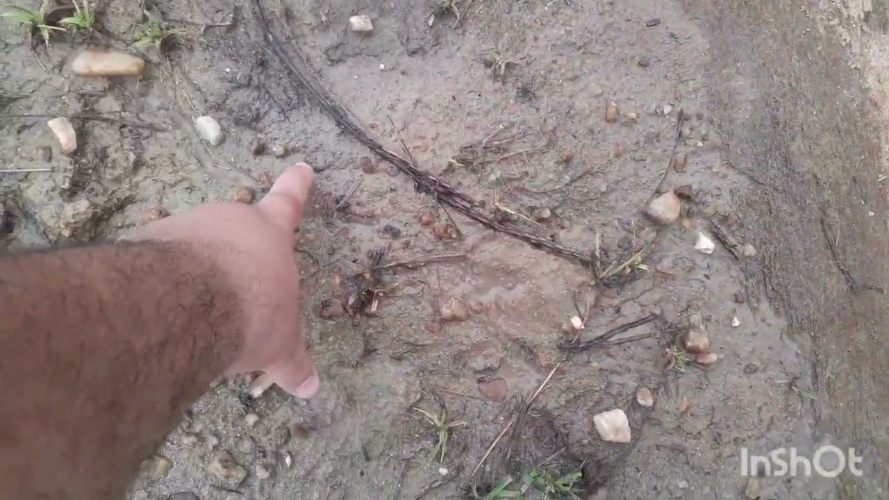 Mostrando como está aqui no sítio depois das primeiras chuvas tudo muda graças a Deus 🌧🌧🌵🌵🌳🌳