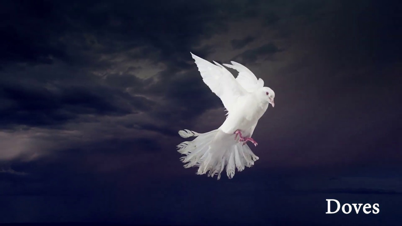 Birds In Flight - video reference for animators