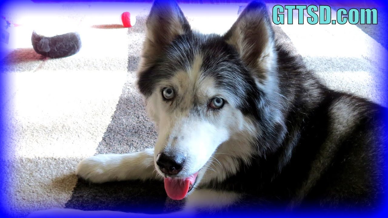 Why did you Pick HUSKIES | Fan Friday 165