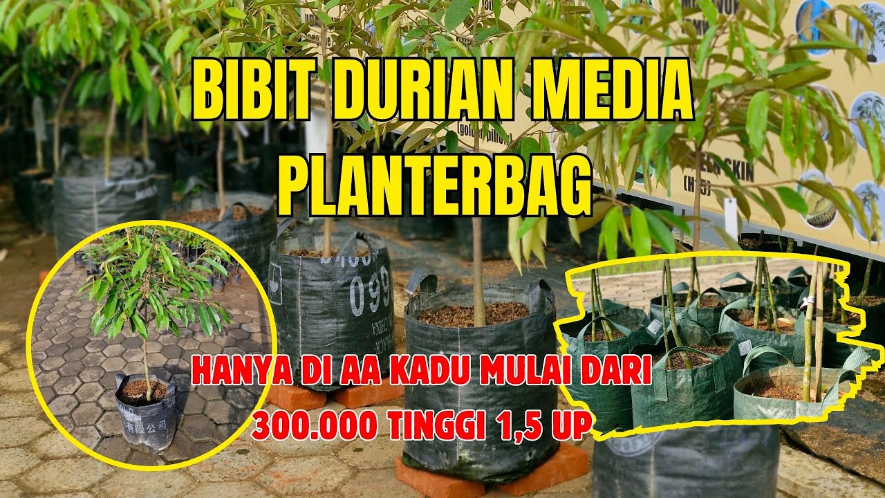 ☘️BIBIT PLANTERBAG☘️DI AA KADU TASIKMALAYA💯 GENJAH‼️