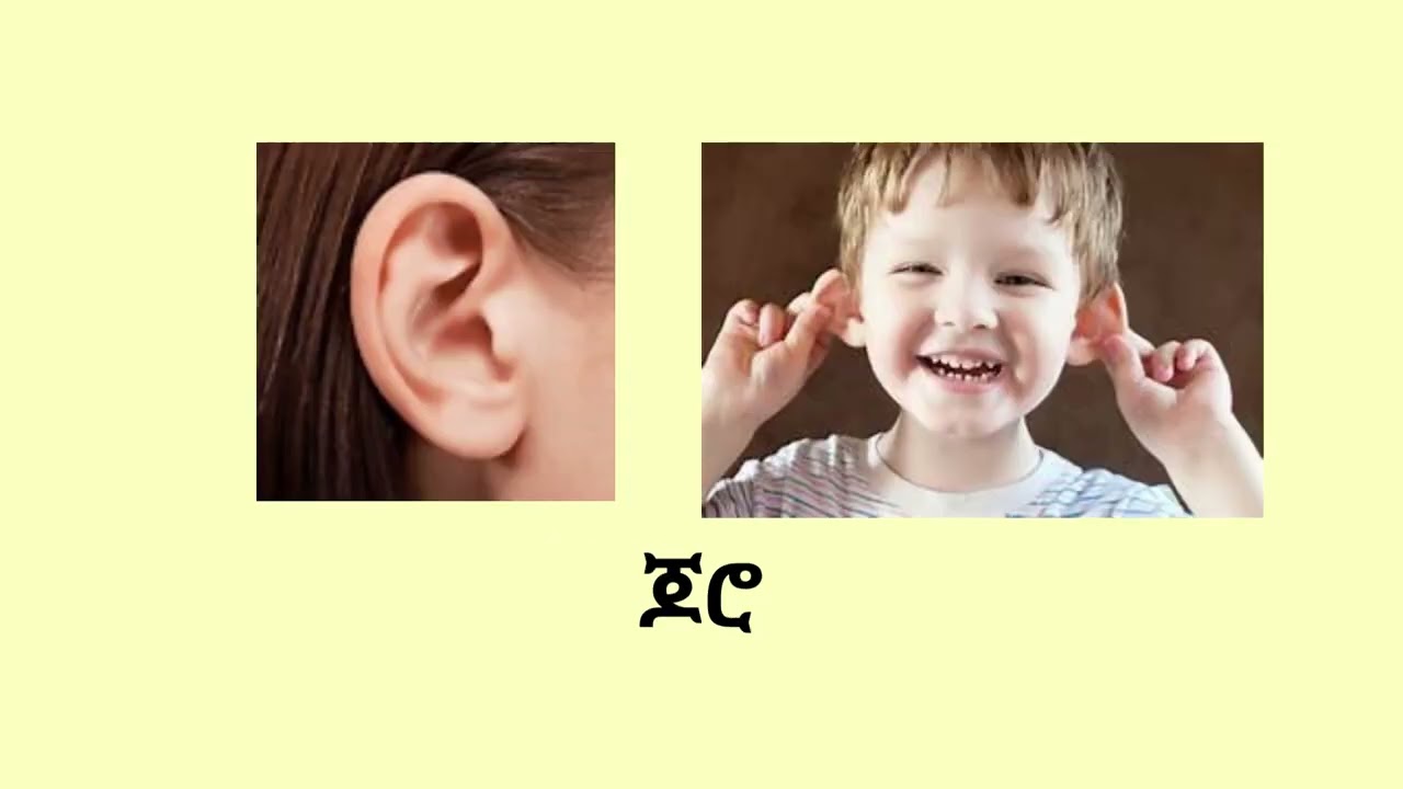 አምስቱ የስሜት ህዋሳት