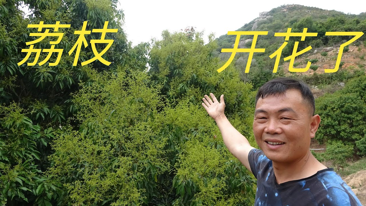 【老林赶野】老林家的荔枝今年大丰收，桂味好大一棵啊，一棵能摘500斤