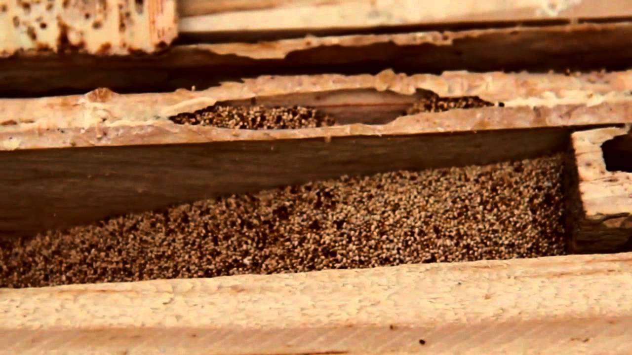 Cupim de Madeira Seca