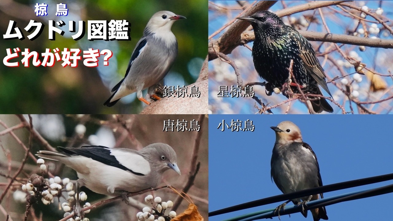 珍鳥！カラムクドリ【ムクドリ図鑑】ムクドリ科の仲間たち