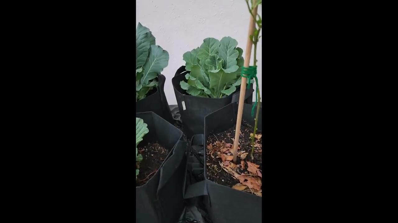Garden update 2/14/26
