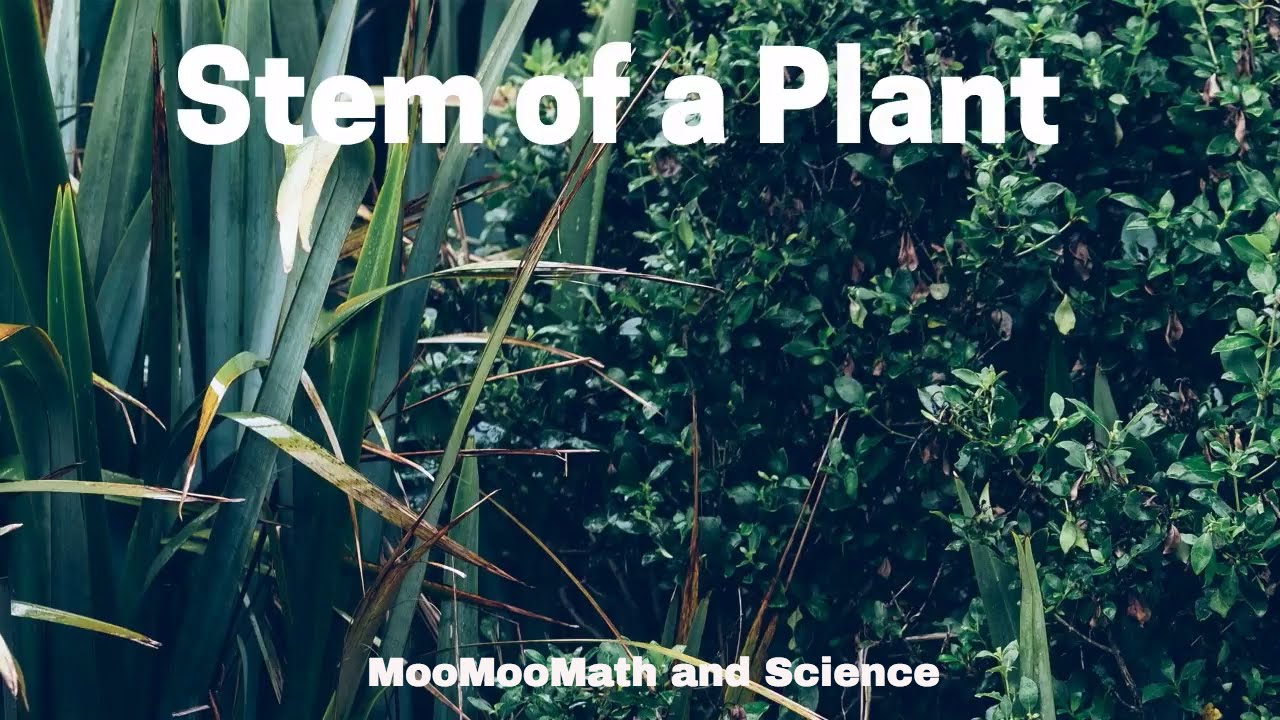 Function of stem in a plant