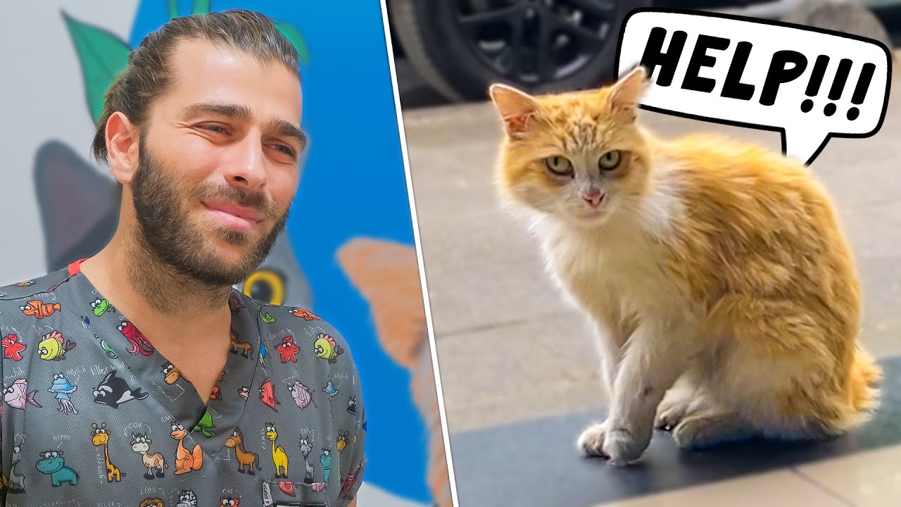 Раненый кот просит о помощи! (Спасение бродячего кота!)