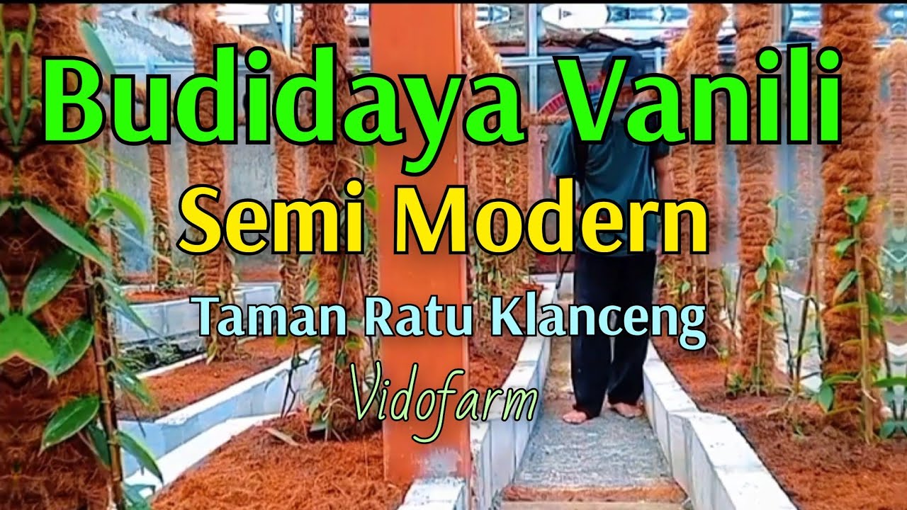 Budidaya Vanili komoditas perkebunan 