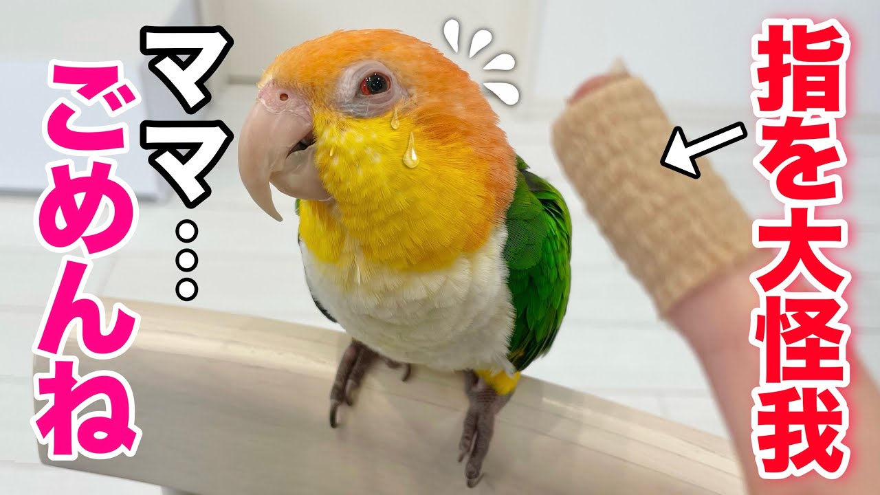 間違ってママを噛んで怪我させちゃったインコの反応がこちらです‥w【シロハラインコ】