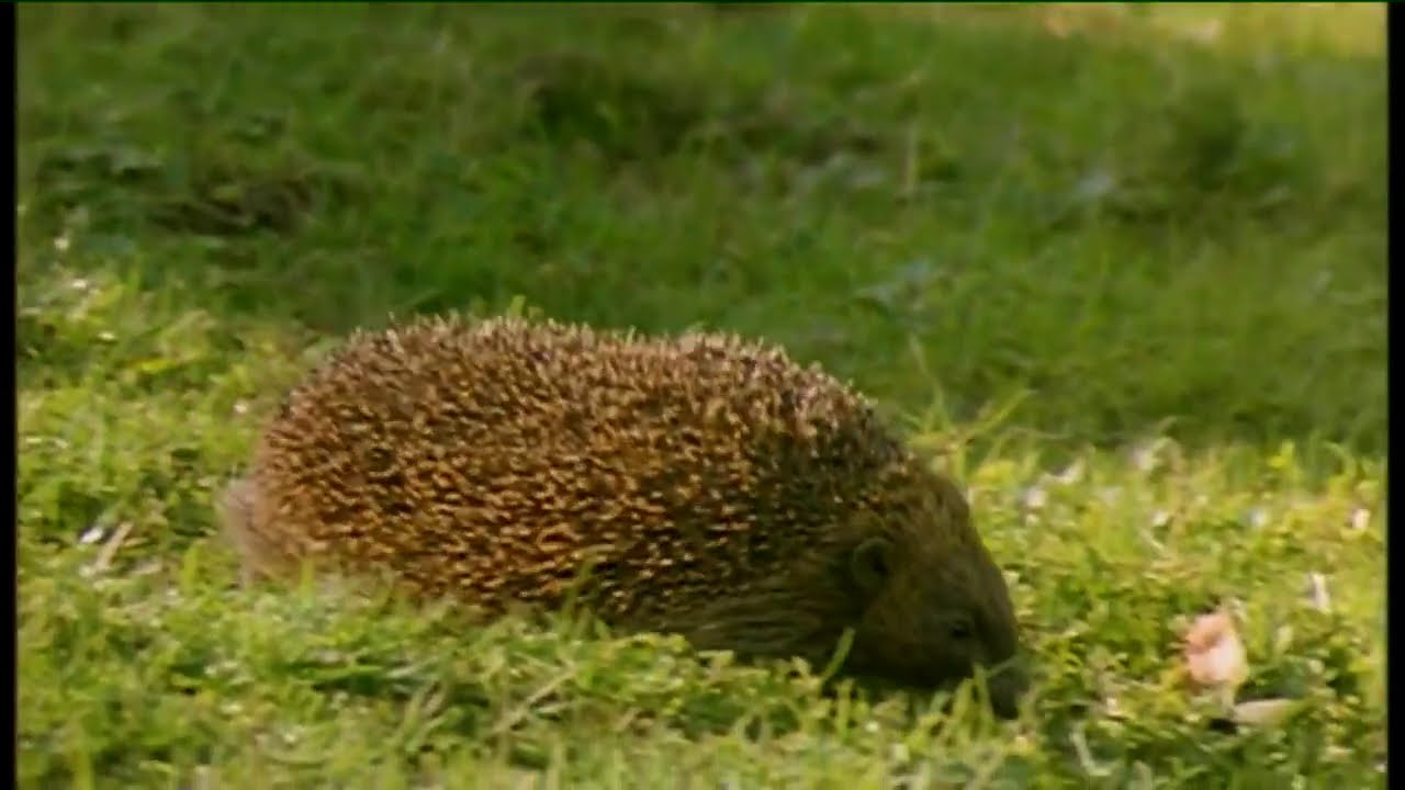 Éamon de Buitléar -  Mammals | Ainmhithe na hÉireann  | TG4