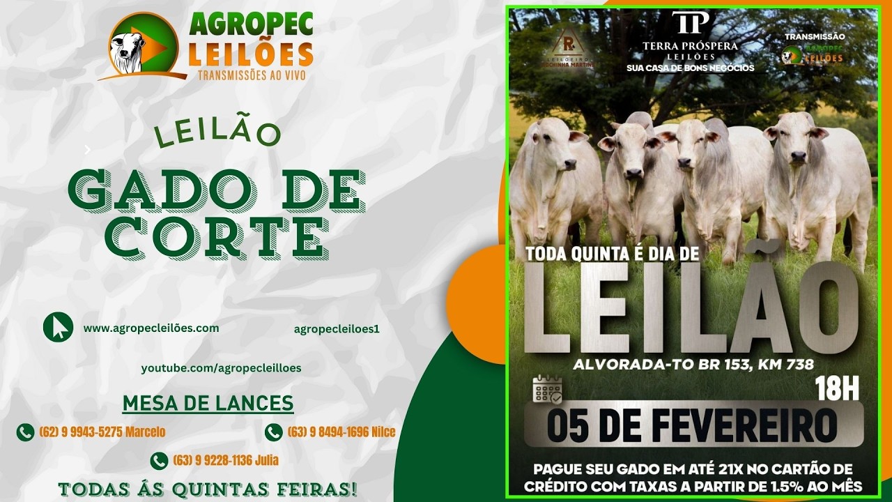 agropecleiloes.com LEILÃO GADO DE CORTE | TERRA PRÓSPERA LEILÕES-ALVORADA-TO 05/02/2026