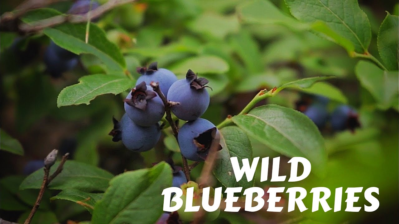 WILD BLUEBERRY PICKING IN NORTHERN ONTARIO CANADA 🇨🇦