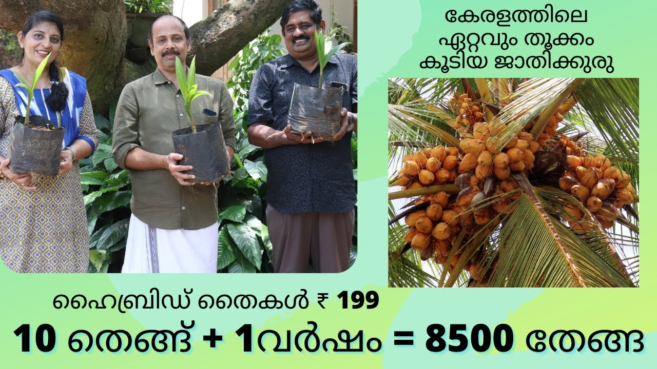 കൊമ്പൻചെല്ലിയുടെ ശല്യം ഇല്ലാത്ത ഒരേ ഒരു ഇനം തെങ്ങ്/Rincy'skitchen&vlog